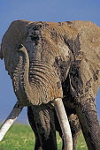 African elephant bull elephant with large tusks grazing Africa,African elephant,African elephants,elephant,Elephantidae,endangered,endangered species,Loxodonta,mammal,mammalia,Proboscidea,vertebrate,grass,tusk,tusks,trunk,head,ears,eye,large,bull male,clos