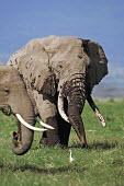 African elephant bull elephant with large tusks grazing Africa,African elephant,African elephants,elephant,Elephantidae,endangered,endangered species,Loxodonta,mammal,mammalia,Proboscidea,vertebrate,grass,tusk,tusks,trunk,head,ears,eye,large,bull male,clos