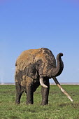 African elephant bull elephant with large tusks grazing Africa,African elephant,African elephants,elephant,Elephantidae,endangered,endangered species,Loxodonta,mammal,mammalia,Proboscidea,vertebrate,grass,tusk,tusks,trunk,head,ears,eye,large,bull male,clos