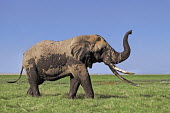 African elephant bull elephant with large tusks grazing Africa,African elephant,African elephants,elephant,Elephantidae,endangered,endangered species,Loxodonta,mammal,mammalia,Proboscidea,vertebrate,grass,tusk,tusks,trunk,head,ears,eye,large,bull male,clos