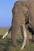 African elephant bull elephant with large tusks grazing Africa,African elephant,African elephants,elephant,Elephantidae,endangered,endangered species,Loxodonta,mammal,mammalia,Proboscidea,vertebrate,grass,tusk,tusks,trunk,head,ears,eye,large,bull male,clos