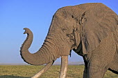 African elephant bull elephant with large tusks grazing Africa,African elephant,African elephants,elephant,Elephantidae,endangered,endangered species,Loxodonta,mammal,mammalia,Proboscidea,vertebrate,grass,tusk,tusks,trunk,head,ears,eye,large,bull male,clos