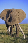 African elephant bull elephant with large tusks grazing Africa,African elephant,African elephants,elephant,Elephantidae,endangered,endangered species,Loxodonta,mammal,mammalia,Proboscidea,vertebrate,grass,tusk,tusks,trunk,head,ears,eye,large,bull male,clos