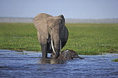 African elephant young calf and adult crossing water/swamp Africa,African elephant,African elephants,animal behaviour,bathes,behaviour,elephant,Elephantidae,endangered,endangered species,Loxodonta,mammal,mammalia,Proboscidea,vertebrate,water,ripples,swamp,bab