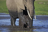 African elephant young calf and adult crossing water/swamp Africa,African elephant,African elephants,animal behaviour,bathes,behaviour,elephant,Elephantidae,endangered,endangered species,Loxodonta,mammal,mammalia,Proboscidea,vertebrate,water,ripples,swamp,bab