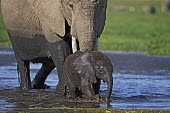 African elephant young calf and adult crossing water/swamp Africa,African elephant,African elephants,animal behaviour,bathes,behaviour,elephant,Elephantidae,endangered,endangered species,Loxodonta,mammal,mammalia,Proboscidea,vertebrate,water,ripples,swamp,bab