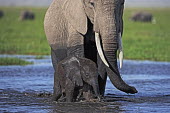 African elephant young calf and adult crossing water/swamp Africa,African elephant,African elephants,animal behaviour,bathes,behaviour,elephant,Elephantidae,endangered,endangered species,Loxodonta,mammal,mammalia,Proboscidea,vertebrate,water,ripples,swamp,bab