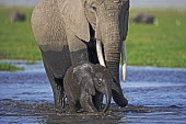 African elephant young calf and adult crossing water/swamp Africa,African elephant,African elephants,animal behaviour,bathes,behaviour,elephant,Elephantidae,endangered,endangered species,Loxodonta,mammal,mammalia,Proboscidea,vertebrate,water,ripples,swamp,bab