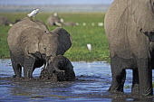 African elephant young calf and adult crossing water/swamp Africa,African elephant,African elephants,animal behaviour,bathes,behaviour,elephant,Elephantidae,endangered,endangered species,Loxodonta,mammal,mammalia,Proboscidea,vertebrate,water,ripples,swamp,bab