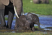 African elephant young calf and adult crossing water/swamp Africa,African elephant,African elephants,animal behaviour,bathes,behaviour,elephant,Elephantidae,endangered,endangered species,Loxodonta,mammal,mammalia,Proboscidea,vertebrate,water,ripples,swamp,bab