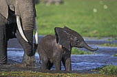 African elephant young calf and adult crossing water/swamp Africa,African elephant,African elephants,animal behaviour,bathes,behaviour,elephant,Elephantidae,endangered,endangered species,Loxodonta,mammal,mammalia,Proboscidea,vertebrate,water,ripples,swamp,bab