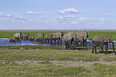 African elephant herd crossing swamp Martin Harvey Africa,African elephant,African elephants,animal behaviour,bathes,behaviour,elephant,Elephantidae,endangered,endangered species,Loxodonta,mammal,mammalia,Proboscidea,vertebrate,water,wet,swamp,waterhole,reflection,herd,landscape,Elephants,Chordates,Chordata,Elephants, Mammoths, Mastodons,Mammalia,Mammals,Appendix I,Appendix II,Savannah,Herbivorous,Terrestrial,Animalia,Convention on Migratory Species (CMS),africana,Vulnerable,IUCN Red List