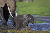 African elephant young calf and adult crossing water/swamp Africa,African elephant,African elephants,animal behaviour,bathes,behaviour,elephant,Elephantidae,endangered,endangered species,Loxodonta,mammal,mammalia,Proboscidea,vertebrate,water,ripples,swamp,bab