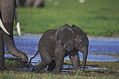 African elephant young calf and adult crossing water/swamp Africa,African elephant,African elephants,animal behaviour,bathes,behaviour,elephant,Elephantidae,endangered,endangered species,Loxodonta,mammal,mammalia,Proboscidea,vertebrate,water,ripples,swamp,bab