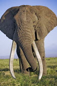 African elephant bull elephant with large tusks Africa,African elephant,African elephants,elephant,Elephantidae,endangered,endangered species,Loxodonta,mammal,mammalia,Proboscidea,vertebrate,grass,tusk,tusks,trunk,head,ears,eye,large,bull male,clos