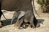 African elephant mother with young Africa,African elephant,African elephants,animal behaviour,bathes,behaviour,elephant,Elephantidae,endangered,endangered species,Loxodonta,mammal,mammalia,Proboscidea,vertebrate,baby,juvenile,young,cal