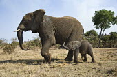 African elephant mother with young Africa,African elephant,African elephants,animal behaviour,bathes,behaviour,elephant,Elephantidae,endangered,endangered species,Loxodonta,mammal,mammalia,Proboscidea,vertebrate,baby,juvenile,young,cal