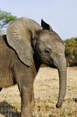 African elephant young calf Africa,African elephant,African elephants,animal behaviour,bathes,behaviour,elephant,Elephantidae,endangered,endangered species,Loxodonta,mammal,mammalia,Proboscidea,vertebrate,baby,juvenile,young,cut