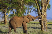 African elephant Africa,African elephant,African elephants,elephant,Elephantidae,endangered,endangered species,Loxodonta,mammal,mammalia,Proboscidea,vertebrate,tree,landscape,Elephants,Chordates,Chordata,Elephants, Ma