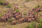 Aerial view of African elephant herd in Kenya Africa,African elephant,African elephants,elephant,Elephantidae,endangered,endangered species,Loxodonta,mammal,mammalia,Proboscidea,vertebrate,herd,landscape,habitat,savannah,savanna,walking,walk,migr