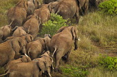 Aerial view of African elephant herd in Kenya Africa,African elephant,African elephants,elephant,Elephantidae,endangered,endangered species,Loxodonta,mammal,mammalia,Proboscidea,vertebrate,herd,landscape,habitat,savannah,savanna,walking,walk,migr