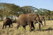 Small herd of African elephants Africa,African elephant,African elephants,elephant,Elephantidae,endangered,endangered species,Loxodonta,mammal,mammalia,Proboscidea,vertebrate,herd,group,moving,walking,grazing,feeding,food,eating,eat