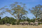 Small herd of African elephants Africa,African elephant,African elephants,elephant,Elephantidae,endangered,endangered species,Loxodonta,mammal,mammalia,Proboscidea,vertebrate,herd,group,moving,walking,grazing,feeding,food,eating,eat