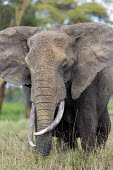 Portrait of African elephant Africa,African elephant,African elephants,elephant,Elephantidae,endangered,endangered species,Loxodonta,mammal,mammalia,Proboscidea,vertebrate,portrait,close up,face,head,close-up,tusks,Elephants,Chor