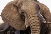 Portrait of African elephant Africa,African elephant,African elephants,elephant,Elephantidae,endangered,endangered species,Loxodonta,mammal,mammalia,Proboscidea,vertebrate,portrait,close up,face,head,close-up,tusks,Elephants,Chor