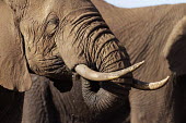 African elephants drinking at a waterhole Africa,African elephant,African elephants,animal behaviour,bathes,behaviour,elephant,Elephantidae,endangered,endangered species,Loxodonta,mammal,mammalia,Proboscidea,vertebrate,wet,wildlife,water,wate