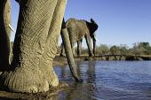 African elephants drinking at waterhole Africa,African elephant,African elephants,animal behaviour,bathes,behaviour,elephant,Elephantidae,endangered,endangered species,Loxodonta,mammal,mammalia,Proboscidea,vertebrate,wet,wildlife,water,wate