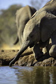 Young African elephant drinking at waterhole Africa,African elephant,African elephants,animal behaviour,bathes,behaviour,elephant,Elephantidae,endangered,endangered species,Loxodonta,mammal,mammalia,Proboscidea,vertebrate,wet,wildlife,water,wate