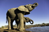 African elephants drinking at waterhole Africa,African elephant,African elephants,animal behaviour,bathes,behaviour,elephant,Elephantidae,endangered,endangered species,Loxodonta,mammal,mammalia,Proboscidea,vertebrate,wet,wildlife,water,wate