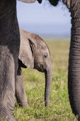 African elephant calf Africa,African elephant,African elephants,animal behaviour,bathes,behaviour,elephant,Elephantidae,endangered,endangered species,Loxodonta,mammal,mammalia,Proboscidea,vertebrate,baby,juvenile,young,cut