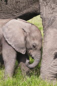 African elephant calf Africa,African elephant,African elephants,animal behaviour,bathes,behaviour,elephant,Elephantidae,endangered,endangered species,Loxodonta,mammal,mammalia,Proboscidea,vertebrate,baby,juvenile,young,cut