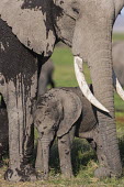 African elephant calf Africa,African elephant,African elephants,animal behaviour,bathes,behaviour,elephant,Elephantidae,endangered,endangered species,Loxodonta,mammal,mammalia,Proboscidea,vertebrate,baby,juvenile,young,cut