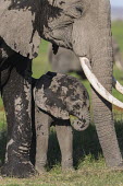 African elephant calf Africa,African elephant,African elephants,animal behaviour,bathes,behaviour,elephant,Elephantidae,endangered,endangered species,Loxodonta,mammal,mammalia,Proboscidea,vertebrate,baby,juvenile,young,cut