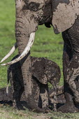 African elephant calf covered in mud Africa,African elephant,African elephants,animal behaviour,bathes,behaviour,elephant,Elephantidae,endangered,endangered species,Loxodonta,mammal,mammalia,Proboscidea,vertebrate,baby,juvenile,young,cut