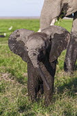 African elephant calf covered in mud Africa,African elephant,African elephants,animal behaviour,bathes,behaviour,elephant,Elephantidae,endangered,endangered species,Loxodonta,mammal,mammalia,Proboscidea,vertebrate,baby,juvenile,young,cut