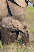 African elephant calf covered in mud Martin Harvey Africa,African elephant,African elephants,animal behaviour,bathes,behaviour,elephant,Elephantidae,endangered,endangered species,Loxodonta,mammal,mammalia,Proboscidea,vertebrate,baby,juvenile,young,cute,calf,mud,muddy,dirty,wet,water,Elephants,Chordates,Chordata,Elephants, Mammoths, Mastodons,Mammalia,Mammals,Appendix I,Appendix II,Savannah,Herbivorous,Terrestrial,Animalia,Convention on Migratory Species (CMS),africana,Vulnerable,IUCN Red List