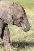 African elephant calf eating Africa,African elephant,African elephants,animal behaviour,bathes,behaviour,elephant,Elephantidae,endangered,endangered species,Loxodonta,mammal,mammalia,Proboscidea,vertebrate,baby,juvenile,young,cut