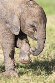 African elephant calf eating Africa,African elephant,African elephants,animal behaviour,bathes,behaviour,elephant,Elephantidae,endangered,endangered species,Loxodonta,mammal,mammalia,Proboscidea,vertebrate,baby,juvenile,young,cut