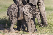 African elephant calf covered in mud Africa,African elephant,African elephants,animal behaviour,bathes,behaviour,elephant,Elephantidae,endangered,endangered species,Loxodonta,mammal,mammalia,Proboscidea,vertebrate,baby,juvenile,young,cut