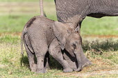 African elephant calf Africa,African elephant,African elephants,animal behaviour,bathes,behaviour,elephant,Elephantidae,endangered,endangered species,Loxodonta,mammal,mammalia,Proboscidea,vertebrate,baby,juvenile,young,cut