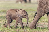 African elephant calf Africa,African elephant,African elephants,animal behaviour,bathes,behaviour,elephant,Elephantidae,endangered,endangered species,Loxodonta,mammal,mammalia,Proboscidea,vertebrate,baby,juvenile,young,cut