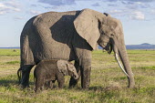 African elephant mother with young grazing Africa,African elephant,African elephants,animal behaviour,bathes,behaviour,elephant,Elephantidae,endangered,endangered species,Loxodonta,mammal,mammalia,Proboscidea,vertebrate,baby,juvenile,young,cal