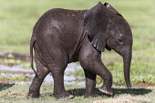 African elephant calf covered in mud Africa,African elephant,African elephants,animal behaviour,bathes,behaviour,elephant,Elephantidae,endangered,endangered species,Loxodonta,mammal,mammalia,Proboscidea,vertebrate,baby,juvenile,young,cut