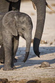 African elephant calf Africa,African elephant,African elephants,animal behaviour,bathes,behaviour,elephant,Elephantidae,endangered,endangered species,Loxodonta,mammal,mammalia,Proboscidea,vertebrate,baby,juvenile,young,cut