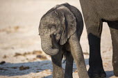 African elephant calf Africa,African elephant,African elephants,animal behaviour,bathes,behaviour,elephant,Elephantidae,endangered,endangered species,Loxodonta,mammal,mammalia,Proboscidea,vertebrate,baby,juvenile,young,cut