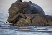 African elephants swimming Africa,African elephant,African elephants,elephant,Elephantidae,endangered,endangered species,Loxodonta,mammal,mammalia,Proboscidea,vertebrate,swimming,water,ripple,playing,two,pair,Elephants,Chordate